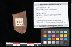 Foto (Objekt + Etikett) von Pinus palaeostrobus Ettingshausen (NHMW-GEO-2024-0188-0194)